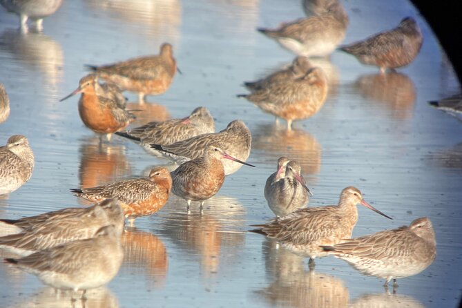 Guided Tour at Pukorokoro Shorebird Centre - Pukorokoro Miranda: Auckland’s shorebird spotting with purpose