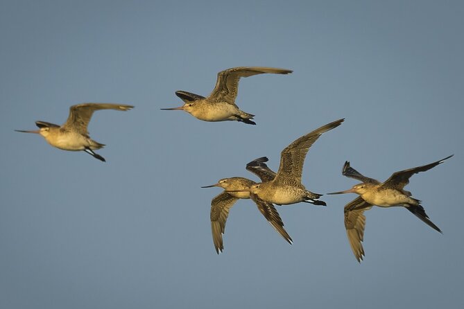 Guided Tour at Pukorokoro Shorebird Centre - Robert Findlay Wildlife Reserve: your main viewing experience