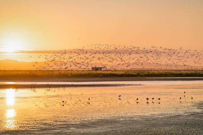 Guided Tour at Pukorokoro Shorebird Centre - Telescopes and bird hides: why this setup beats guesswork
