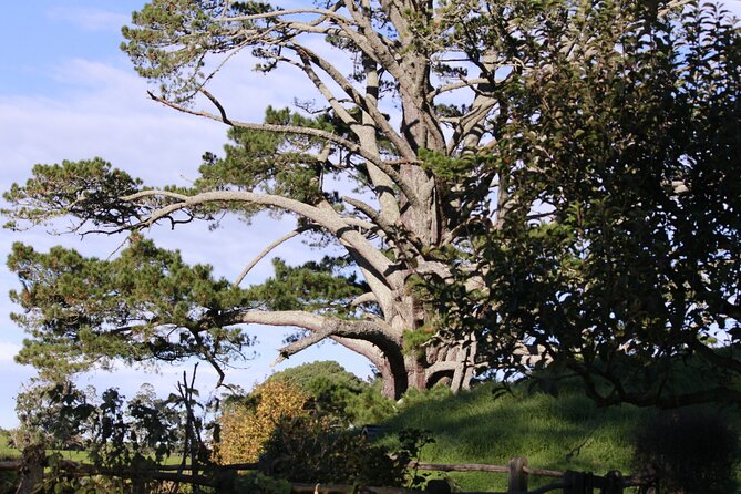 Hobbiton Afternoon Tour in Luxury Minibus from Auckland - Value for $242.64: what you’re really paying for