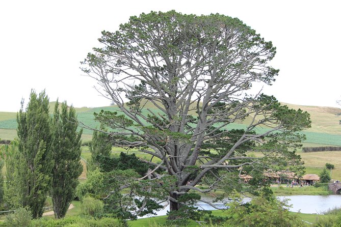 Hobbiton Afternoon Tour in Luxury Minibus from Auckland - Luxury minibus ride: comfortable, small, and worth packing for