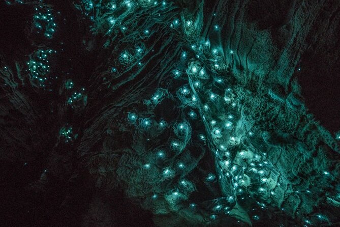 Hobbiton and Waitomo Caves Small Tour from Auckland - Price and value: is $313.39 a fair deal?