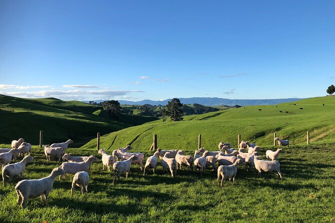 Hobbiton Movie Set Day Tour - Price and value: what you’re paying for (and what you aren’t)
