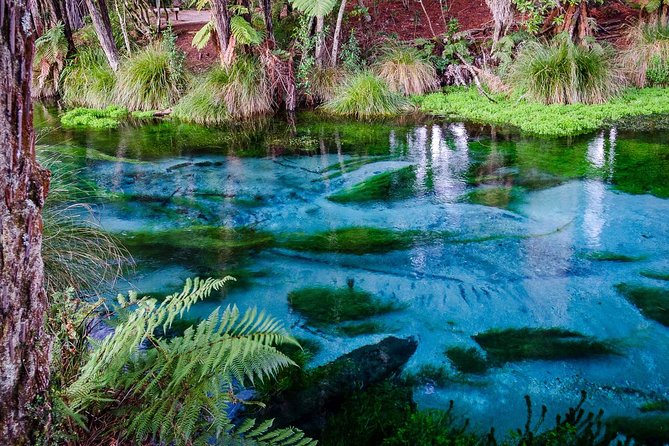 Hobbiton Movie Set tour & Glowworm Cave day tour - Waitomo Glowworm Caves: The Cruise Moment You’ll Remember