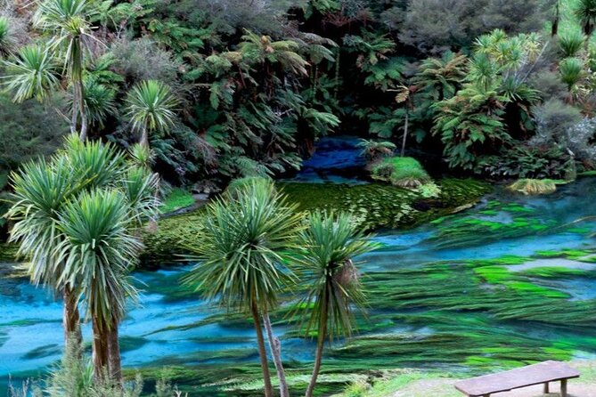 Hobbiton Movie Set Tour to Blue Springs and Mineral Spa - Blue Spring walk: a calm pause after the long drive
