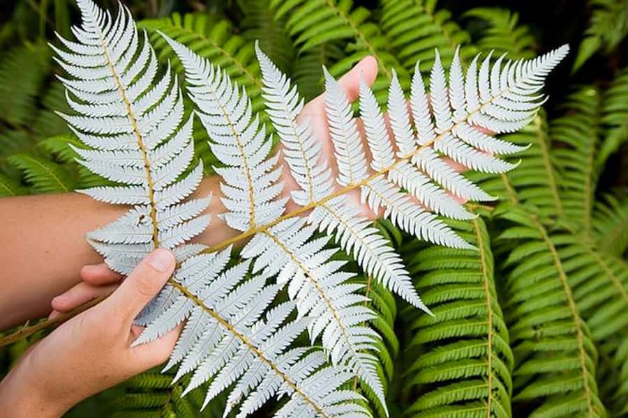 Luxury Auckland Maori Tour - Value check: what $295 buys you in Auckland time