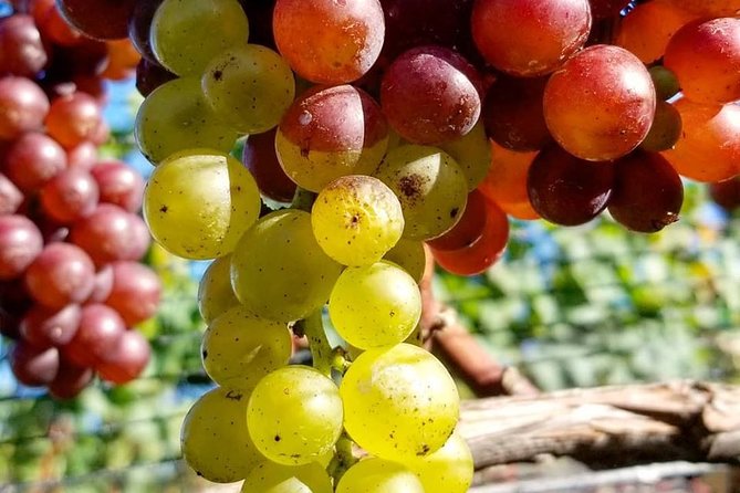 Luxury Private Auckland Wine & Beach Tour with Lunch - Westbrook Winery in Ararimu Valley: Wine Flight Energy + Food Pairing