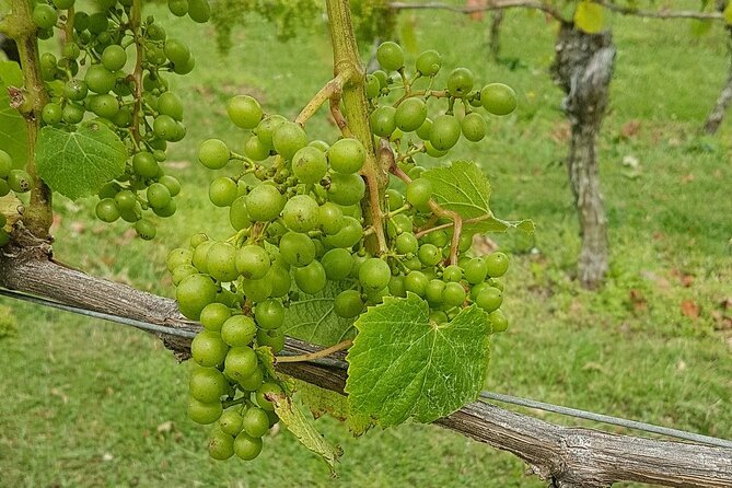 Muriwai Scenic Wine Tour from Auckland - Winery stop 2: Westbrook in the Waimauku Valley
