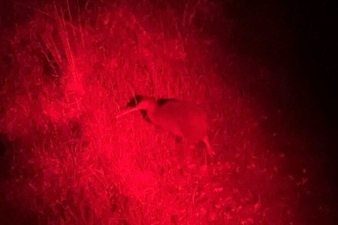 Nocturnal Wonders Tawharanui Kiwi Spotting and Stargazing Tour - The walking bush experience: close to nature, no big performance
