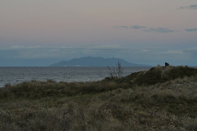 Nocturnal Wonders Tawharanui Kiwi Spotting and Stargazing Tour - Weather and expectations: how to set yourself up for success