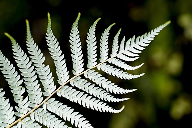 Private Auckland City Highlights Tour - Auckland Domain and Winter Gardens: glasshouses, ferns, and a calmer pace