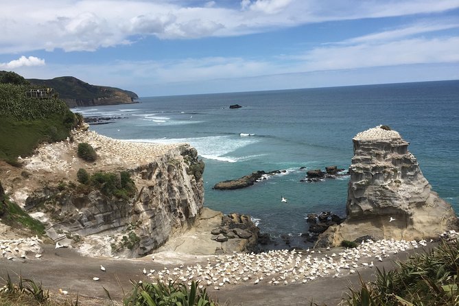 Private Auckland City Tour Including Auckland Tour House Visit - Guide style, shopping stops, and the one annoyance to plan for