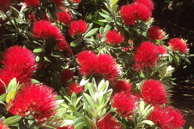 Private Auckland Wine & Dine Matakana Country & Cuisine - Downtown Auckland pickup and a comfortable 8-hour schedule