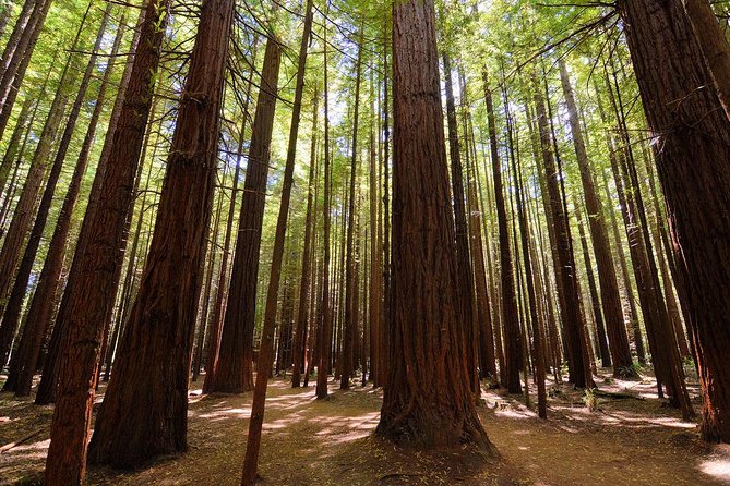 Private Full-Day Rotorua Tour from Auckland - Blue Lake Track and Lake Rotorua: short stops with good payoff