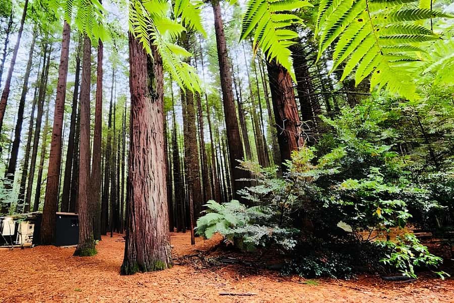 Private Hobbiton & BlueSprings & Redwood forest fromAuckland - Key Things to Know Before You Go