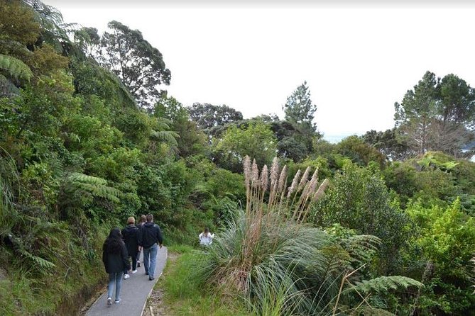 Private Tour - Coromandel Beach, Caves & Forest - Driving Creek Railway: kauri forest views with a slower pace