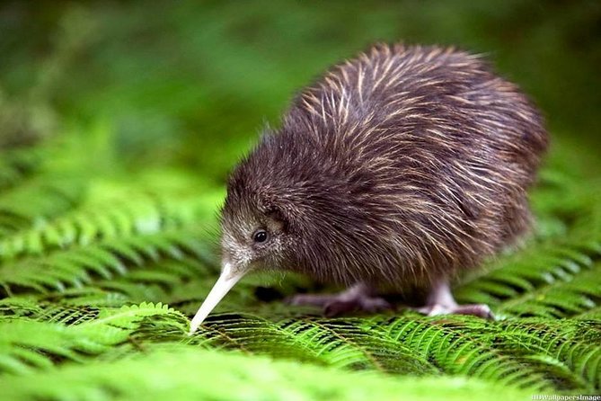 Private tour from Auckland - Waitomo Glowworm Caves, Zealong Tea & Kiwi Bird - Waitomo Glowworm Caves Boat Ride: Starry Night, Indoors