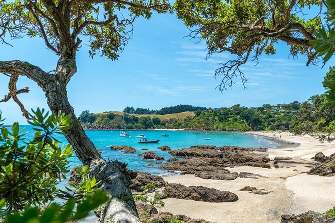 Private Tour - Waiheke Island Luxury Experience - Vineyard Tastings and Olive Oil: What You Actually Get to Do