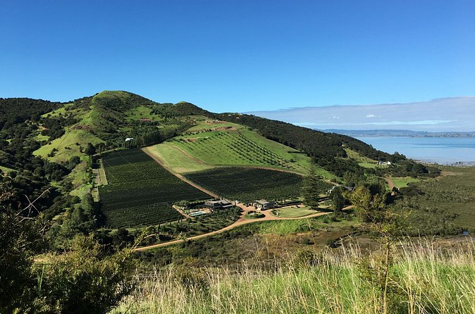Private Vineyard Bush Walk Tour in Waiheke Island - Vineyard tastings at Mudbrick, Jurassic Ridge, or Cable Bay