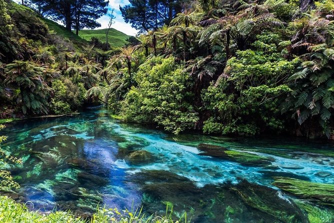Redwood Forest , Blue Springs & Huka Falls Day Tour from Auckland - Pickup, Small-Group Comfort, and Why It Matters