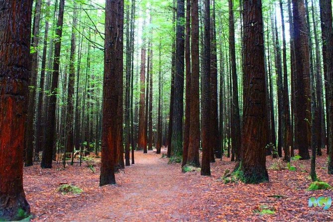 Redwood Forest , Blue Springs & Huka Falls Day Tour from Auckland - Stop 1: The Drive Down to Blue Springs (What to Expect)
