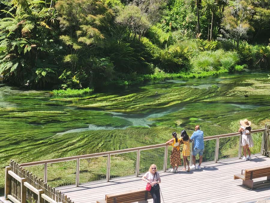 Rotorua & Taupo DayTour Waiotapu & Huka Falls from Auckland - Rotorua at the end: Redwood Forest and Blue Springs
