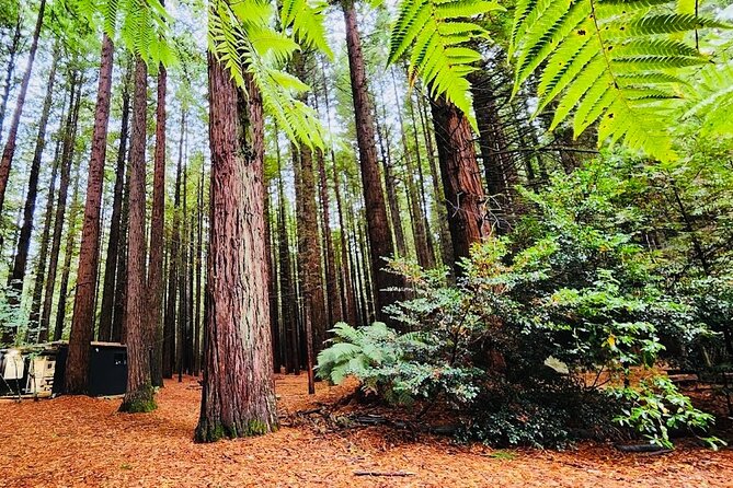 Rotorua & Taupo DayTour with Waiotapu & Huka Falls from Auckland - A Long Rotorua and Taupo Loop: What You’re Really Buying