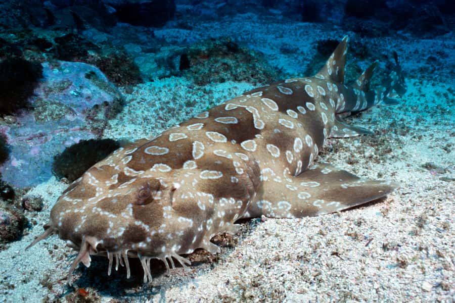Sea Life Kelly Tarlton's Aquarium General Admission - Key points before you go