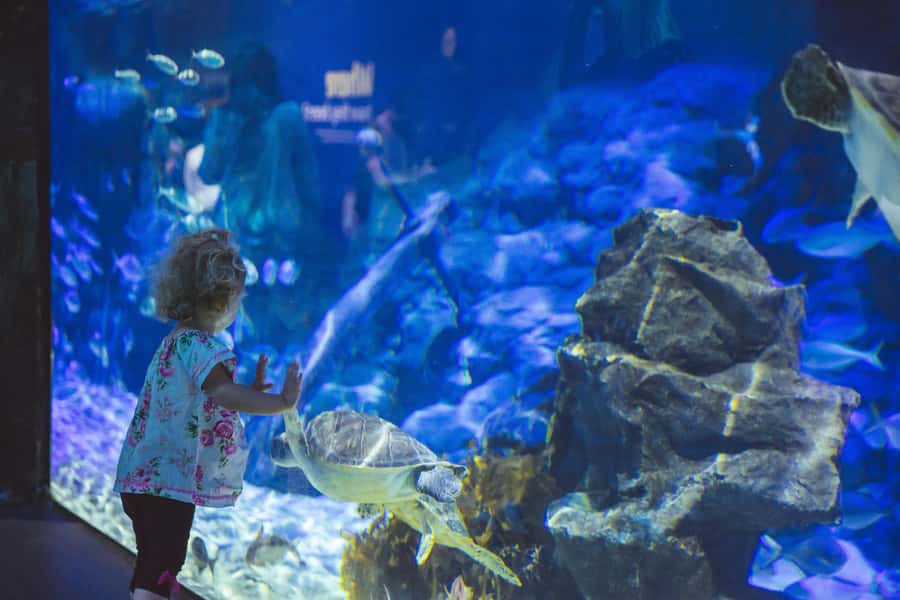 Sea Life Kelly Tarlton's Aquarium General Admission - Animal Talks included: how to use them in a self-guided day