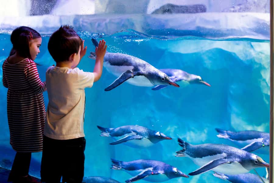 Sea Life Kelly Tarlton's Aquarium General Admission - Location by Mission Bay: an easy add-on to your Auckland day