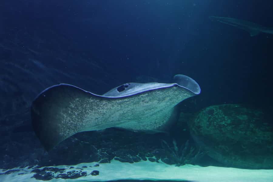 Sea Life Kelly Tarlton's Aquarium General Admission - A simple 1-day game plan: penguins first, tunnels next