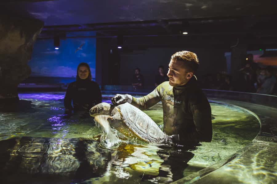 Sea Life Kelly Tarlton's Aquarium General Admission - Seahorse Kingdom and the spiny sea dragons you cannot see elsewhere
