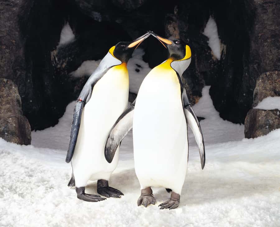 Sea Life Kelly Tarlton's Aquarium General Admission - Price and value: what $23 buys (and what it doesn’t)
