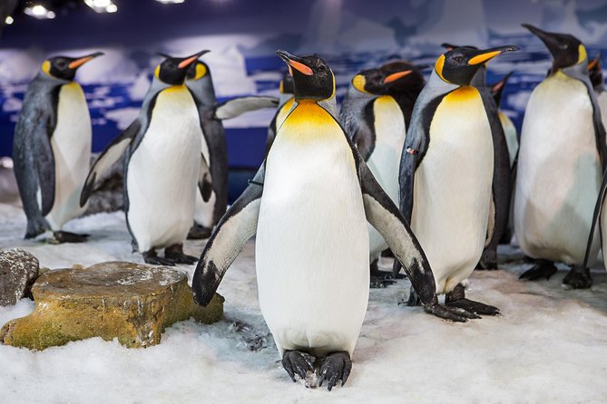 SEA LIFE Kelly Tarlton's General Admission - Price and Timing: What You’re Really Paying For