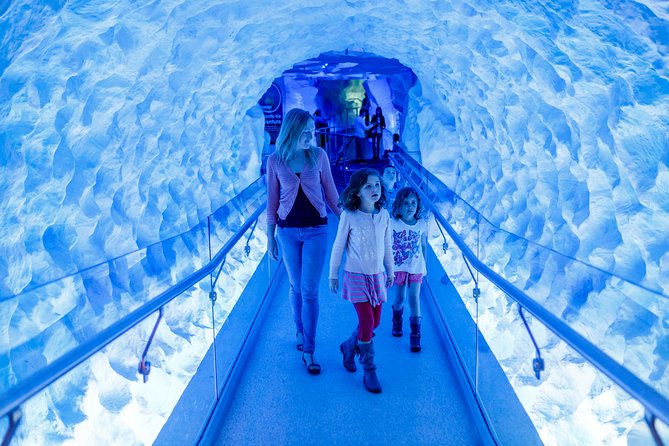 SEA LIFE Kelly Tarlton's General Admission - The Shark Tunnel and Curved Tunnel Views: Where the Overhead Wow Happens