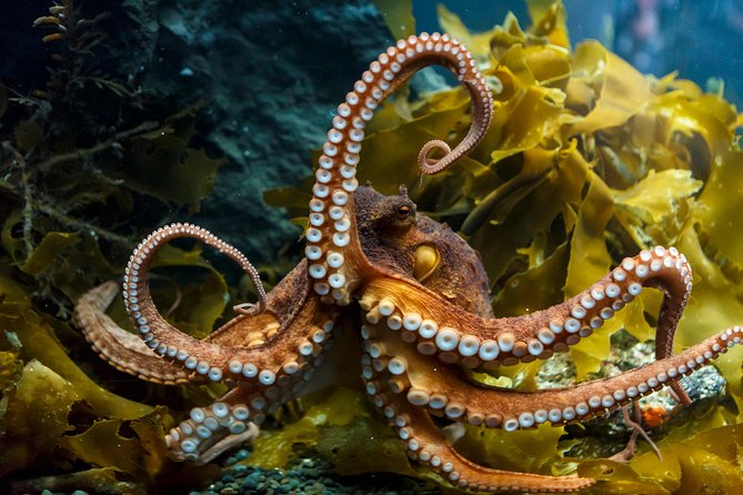 SEA LIFE Kelly Tarlton's General Admission - More Than One Theme: Jellyfish, Spiny Sea Dragons, and Rescued Turtles