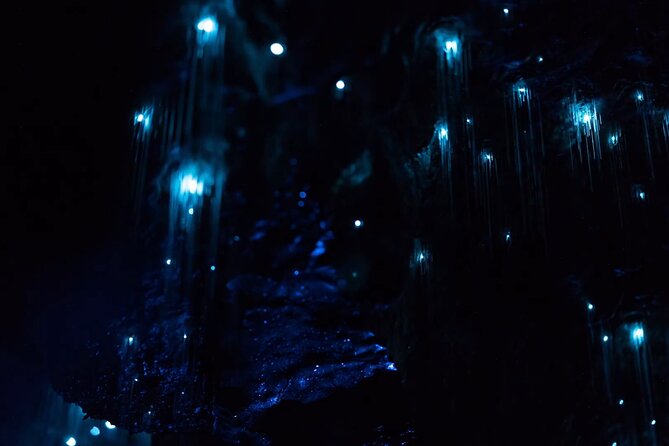 See Auckland's Secret Glow Worms - The Big Idea: Glow Worms Inside Auckland, Not a Full-Day Trip