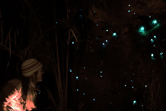 See Auckland's Secret Glow Worms - Private Means More Than Just a Smaller Group