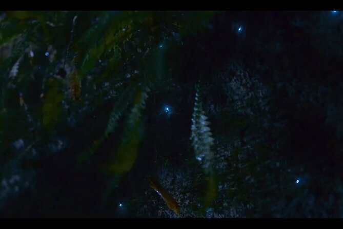See Auckland's Secret Glow Worms - Price and Value: Why This Costs $77.57 and Why It Might Be Worth It