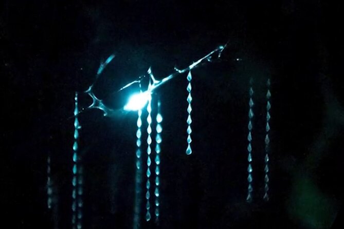 See Auckland's Secret Glow Worms - Getting North in the Van: The Time You Need