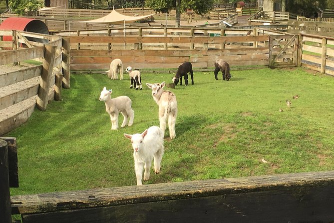 Sheep Shearing and Auckland City Highlights Tour with Lunch - Domain Wintergardens, Rose Gardens, and a few calm breaks