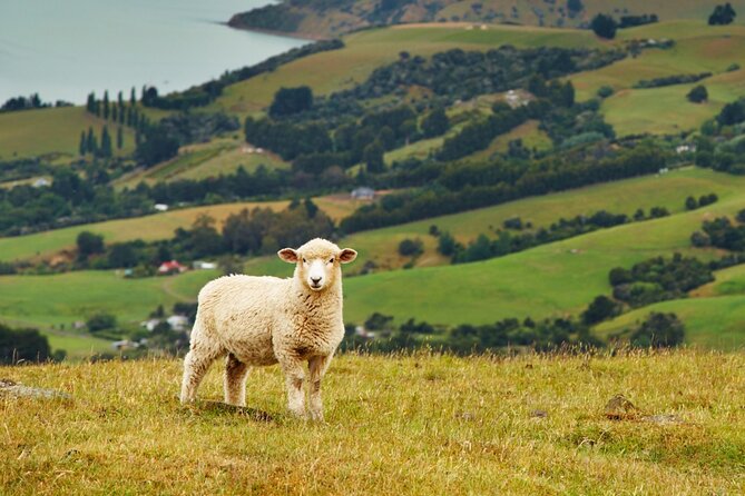 Sheep Shearing and Auckland City Highlights Tour with Lunch - Mount Eden crater walk: the payoff viewpoint (and the one bit of effort)