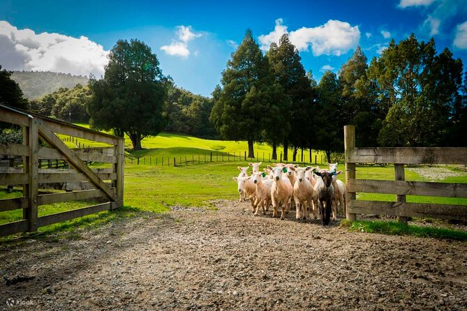 Sheep Shearing and Auckland City Highlights Tour with Lunch - Sheep World Farm Park: shearing, sheepdogs, and friendly animal time