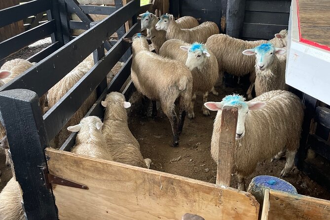 Sheep World Country Tour from Auckland - Guides Make the Difference: Jose, Marama, Jennine, and Allan
