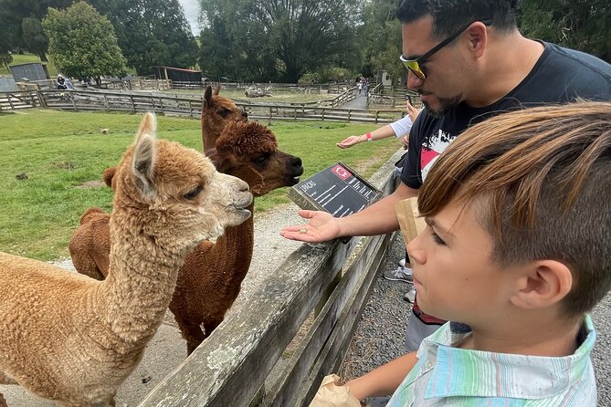 Sheep World Country Tour from Auckland - Sheepworld Farm Park: Shearing, Sheep Dogs, and Why the Place Matters