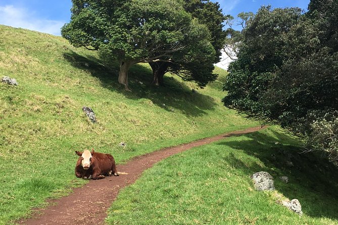 Shore Excursion: Half-Day Auckland Volcanoes Tour - Stop 2: Mt Wellington Crater Walk (and the 10,000-Year Perspective)