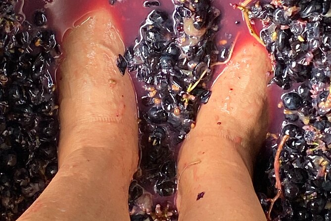 Sip & Savour through Waiheke Island (11 guests max) - Three vineyards and how the tastings work in real life