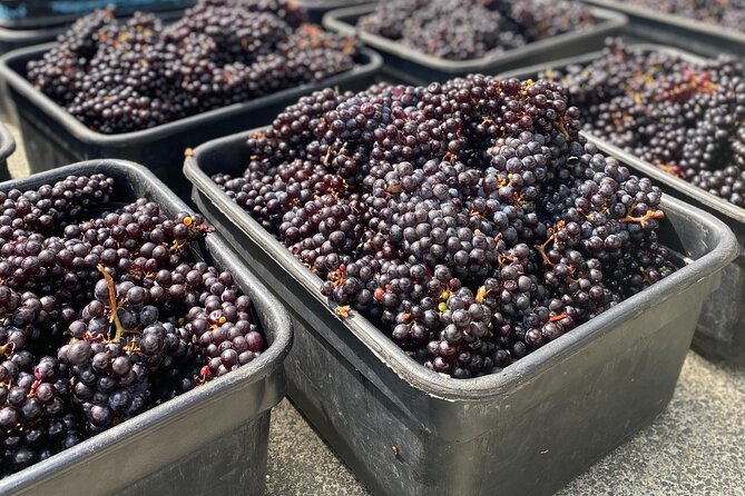 Sip & Savour through Waiheke Island (11 guests max) - Views and breaks beyond wine: shops and beach time (when the day allows)