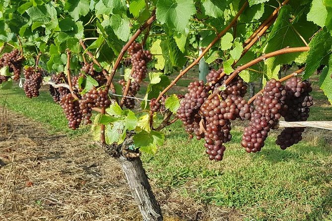 Small-Group Kumeu Wine Country Tour with Wine Tastings & Lunch - Quick hits