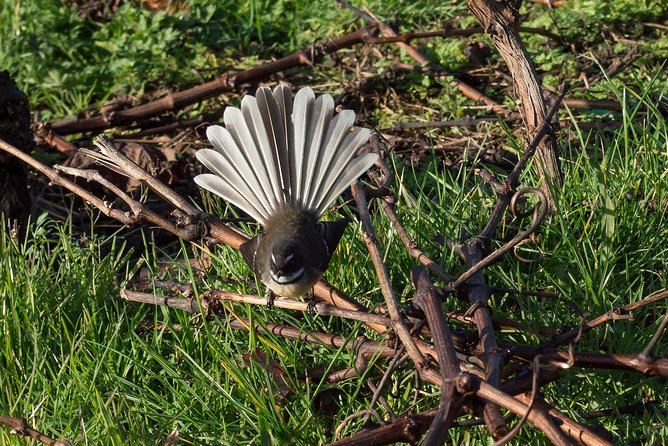 Small-Group Kumeu Wine Country Tour with Wine Tastings & Lunch - Muriwai Beach and gannets: the non-wine reset you didn’t know you needed